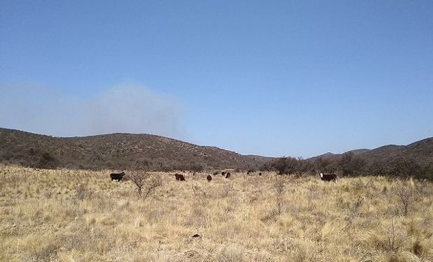 Pautas de manejo de ganado en zonas afectadas por los incendios