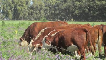 Aseguran que la ganadería regenerativa es parte de la solución para limitar el cambio climático