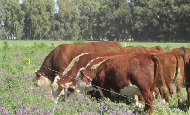 Aseguran que la ganadería regenerativa es parte de la solución para limitar el cambio climático