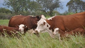 Ganadería: mejoras en el sudeste bonaerense