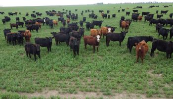 Declaran la emergencia agropecuaria para La Pampa por el impacto de la sequía