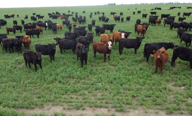 Declaran la emergencia agropecuaria para La Pampa por el impacto de la sequía