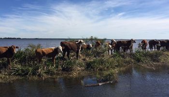Santa Fe declaró la emergencia agropecuaria en el norte provincial tras las fuertes lluvias