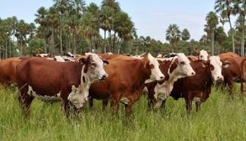 Se acerca el Congreso Ganadero más importante del sector