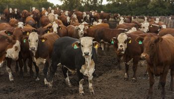 Ley agroindustrial: productores dejarán de pagar Ganancias durante los años de engorde