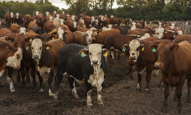 Ley agroindustrial: productores dejarán de pagar Ganancias durante los años de engorde