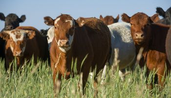 Aapresid se sumó al rechazo del cepo a la carne hasta 2023: "Las medidas intervencionistas no sirven"