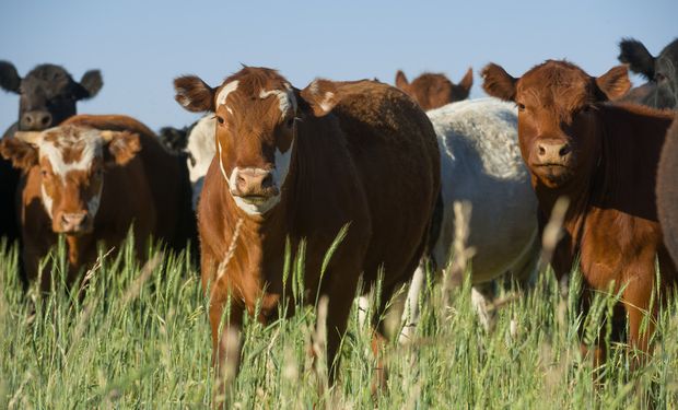 Aapresid se sumó al rechazo del cepo a la carne hasta 2023: "Las medidas intervencionistas no sirven"