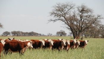 En el negocio ganadero, los precios se sostienen y ayudan con la suba de costos