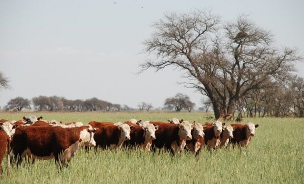 En el negocio ganadero, los precios se sostienen y ayudan con la suba de costos