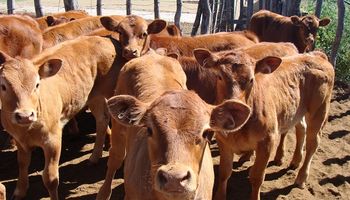 El ternero de $366,37 el kilo representa una pérdida de valor real del del 43% interanual: los números de la ganadería en 2022