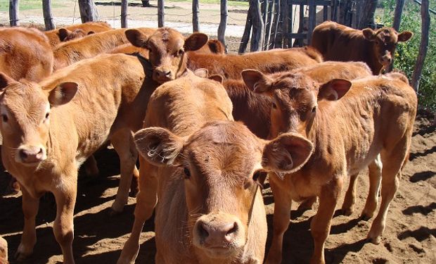 El ternero de $366,37 el kilo representa una pérdida de valor real del del 43% interanual: los números de la ganadería en 2022