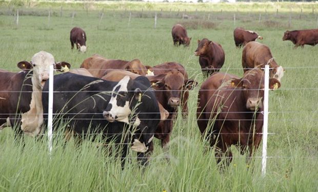 Ganadería "al rojo vivo": los factores que ponen al sector bajo una compleja situación