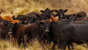 Carne vs. granos, en números: los márgenes ganaderos le vuelven a competir a la agricultura y el planteo mixto gana protagonismo