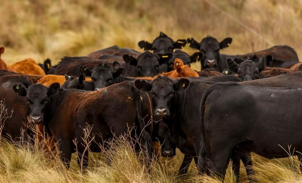 Carne vs. granos, en números: los márgenes ganaderos le vuelven a competir a la agricultura y el planteo mixto gana protagonismo