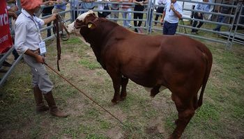 Braford: "Es una Raza noble que tiene muy buen comportamiento en invernada"