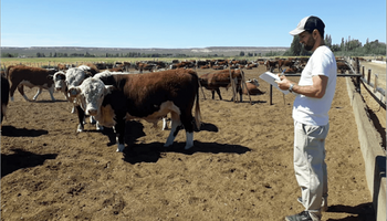 Plan a 2032: la cadena bovina podría generar 114 mil nuevos puestos de trabajo y más de US$ 4.000 millones adicionales por exportación