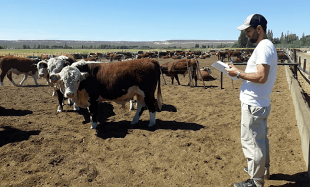 Plan a 2032: la cadena bovina podría generar 114 mil nuevos puestos de trabajo y más de US$ 4.000 millones adicionales por exportación