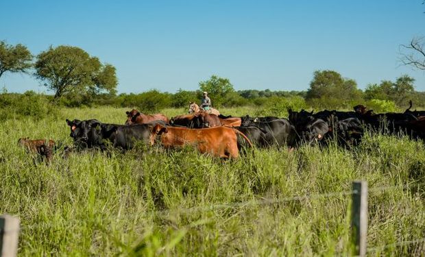 Empresa ganadera logró recaudar $2.500 millones para producir carne en el norte