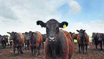 Justifican suba de la carne por el mal clima