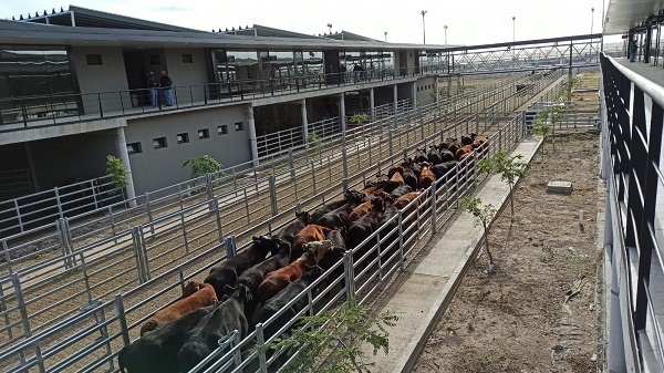 noticiaspuertosantacruz.com.ar - Imagen extraida de: https://news.agrofy.com.ar/noticia/209571/canuelas-semana-cerro-caidas-precio-vacas