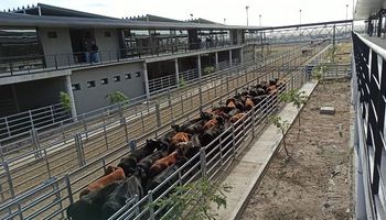 Cañuelas: la semana cerró con caídas de precio para las vacas