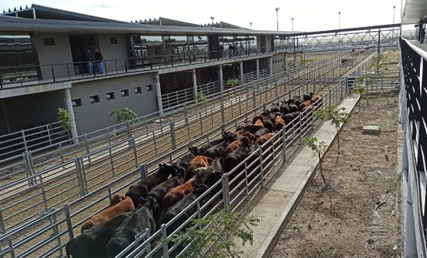 Cañuelas: la semana cerró con caídas de precio para las vacas