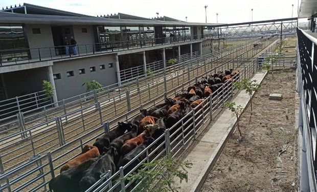 Fuertes subas para la hacienda: los novillos llegaron a tocar los $1000 el kilo vivo en Cañuelas