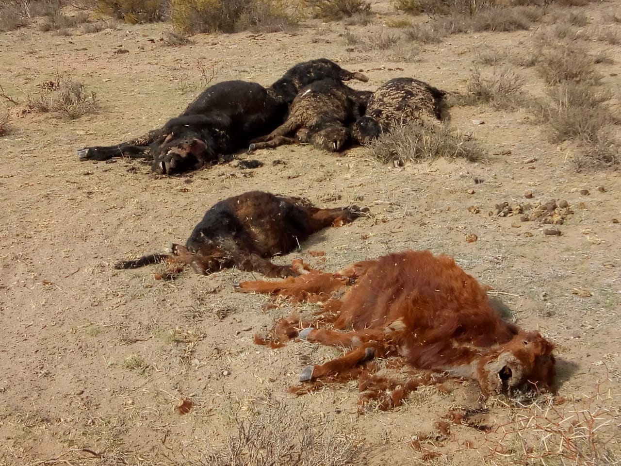 noticiaspuertosantacruz.com.ar - Imagen extraida de: https://news.agrofy.com.ar/noticia/208977/zona-ganadera-donde-ya-murieron-mas-5000-animales