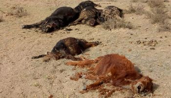 La zona ganadera en donde ya murieron más de 5000 animales