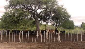 Sequía: declaran la emergencia agropecuaria en 800.000 hectáreas de Córdoba