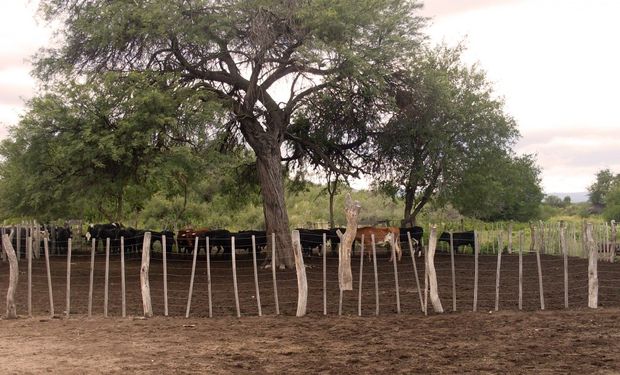 Sequía: declaran la emergencia agropecuaria en 800.000 hectáreas de Córdoba