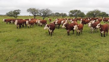 Santa Fe: productores ganaderos podrán participar por financiamiento de hasta 15 mil dólares 