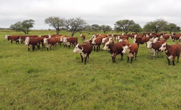 Santa Fe: productores ganaderos podrán participar por financiamiento de hasta 15 mil dólares 