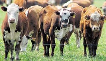 Uruguay ya es el segundo proveedor de carne bovina de China