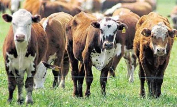 Se exportará carne premium a Rusia