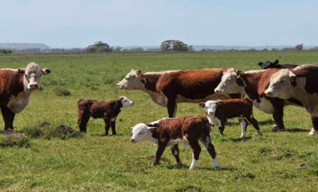 Inversores cordobeses explotarán ganadería y horticultura en el centro oeste formoseño