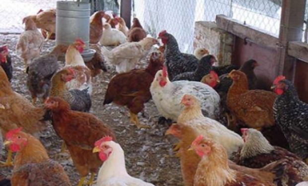 El gremio de los trabajadores fijó un incremento en el salario mínimo para la actividad avícola