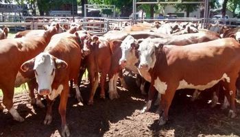 Torelli sobre la ganadería: “Vemos un horizonte de crecimiento”