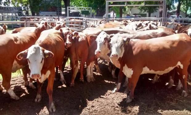 "Será clave que el productor entienda que debe engordar más los animales de cara a una mayor demanda", Torelli.