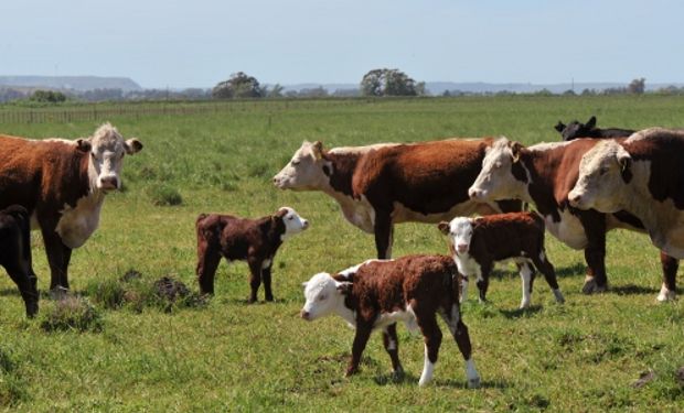 Especialistas del INTA evaluaron los efectos que genera en los animales la falta de planificación en la nutrición.