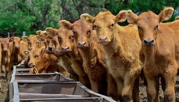 La producción de carne, con horizonte para seguir creciendo