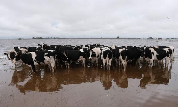 Los tambos fueron afectados por las últimas inundaciones.