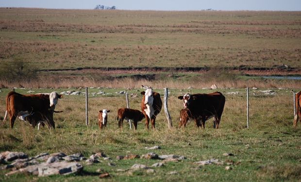 El 65% de las exportaciones mundiales de carne se divide entre 4 países.