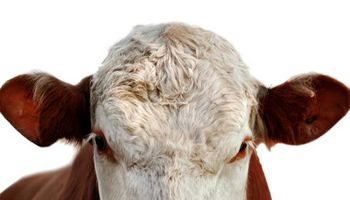 Brasil suspendió exportaciones de carne a China por la vaca loca