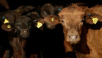 De la vaca al bife: Estados Unidos investigará cómo se propaga el Covid-19 en la cadena ganadera