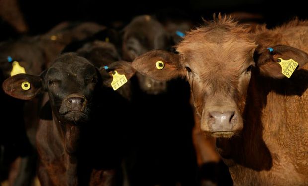 De la vaca al bife: Estados Unidos investigará cómo se propaga el Covid-19 en la cadena ganadera
