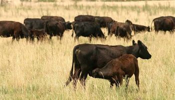 El INTA desarrolla un plan para producir más carne