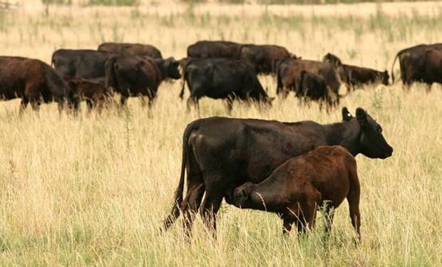 Plan para aumentar el peso de faena y producir más carne.