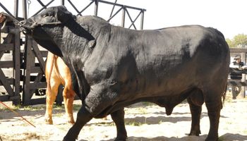 En dos meses se remataron casi 19.000 toros: las razas y el precio en dólares que muestran un buen momento para la ganadería